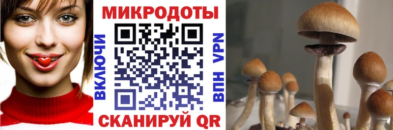 Галлюциногенные грибы Psilocybine cubensis  Зарайск 